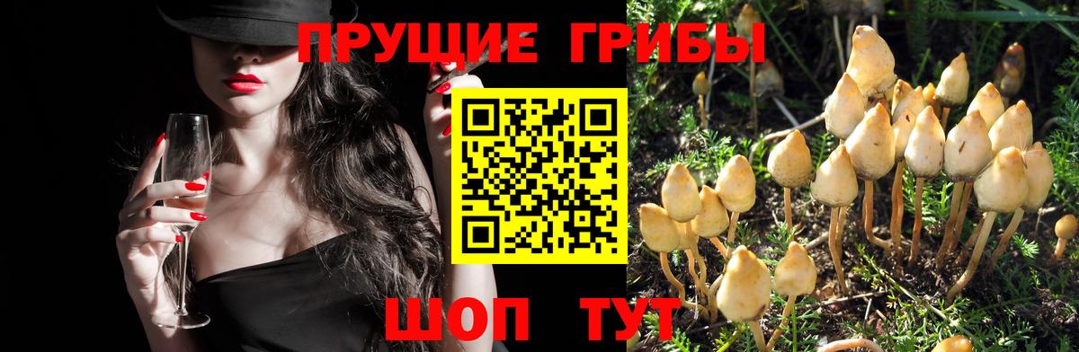 Костомукша  Псилоцибиновые грибы MAGIC MUSHROOMS  Вход с VPN 